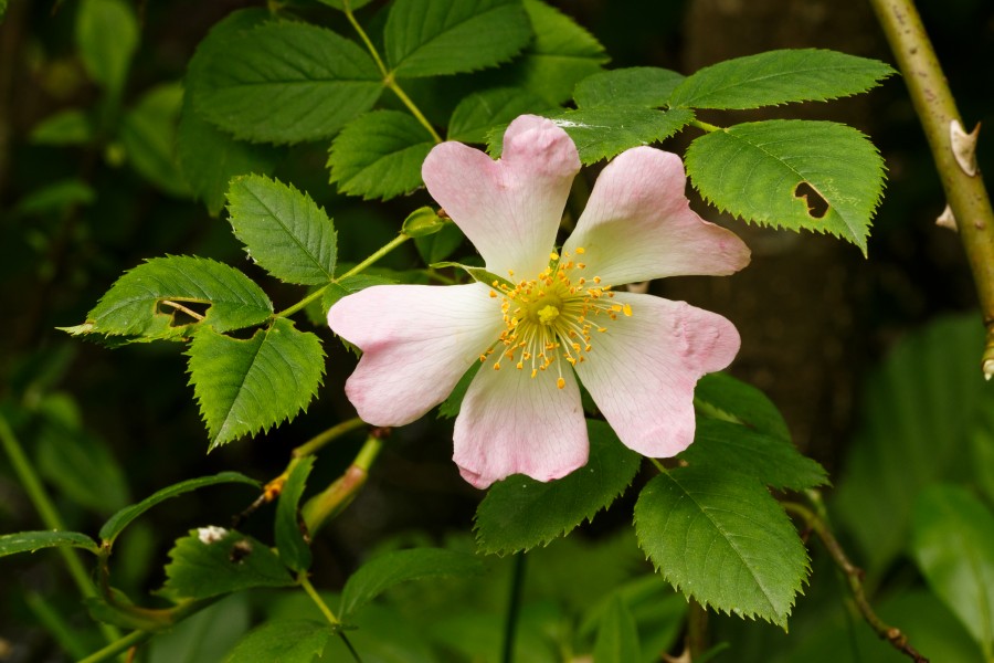 Duinroos (Rosa pimpinellifolia). Locatie. Nationaal Park Lauwersmeer in Groningen 02