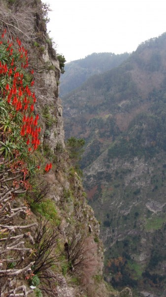 Eira do Serrado, Madeira - Jan 2012 - 10