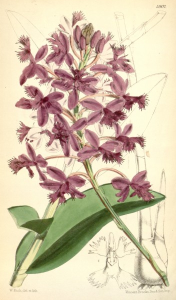 Epidendrum jamiesonis (as syn. Epidendrum evectum) - Curtis' 97 (Ser. 3 no. 27) pl. 5902 (1871)