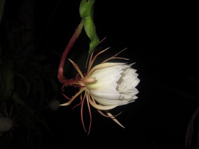 Epiphyllum oxypetalum - നിശാഗന്ധി - 05