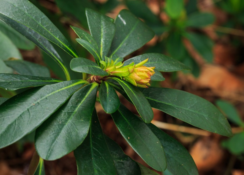 Euphorbia amygdaloides var. robbiae. Locatie Jonkersvallei 02