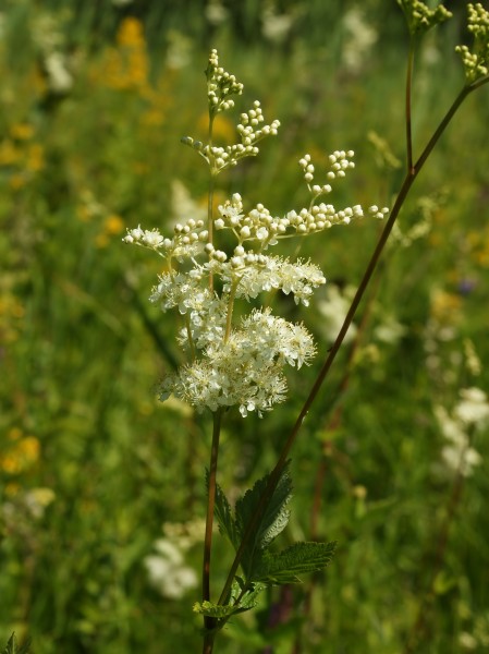 Filipendula ulmaria (flower spike)