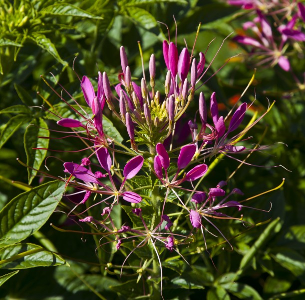 Flor de la araña (Cleome hassleriana), jardín botánico de Tallinn, Estonia, 2012-08-13, DD 01