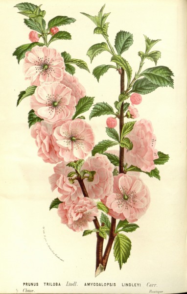 Flore des serres v15 063a