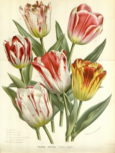 Flore des serres v16 141a
