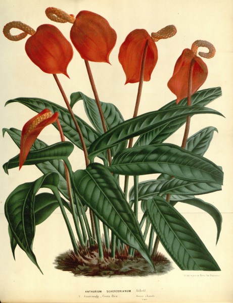 Flore des serres v17 139a