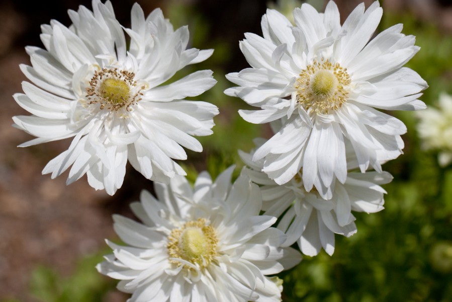 Flower, Anemone - Flickr - nekonomania (3)
