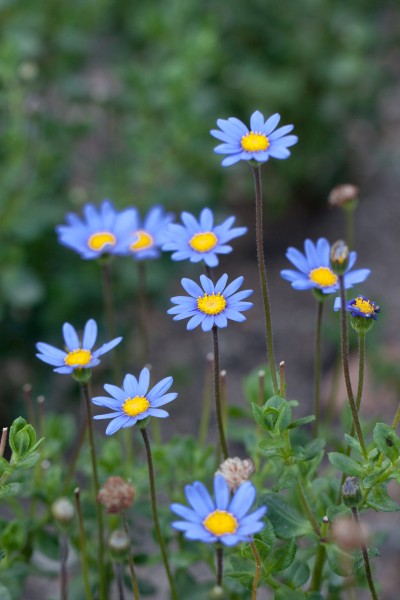 Flower, Blue Daisy - Flickr - nekonomania