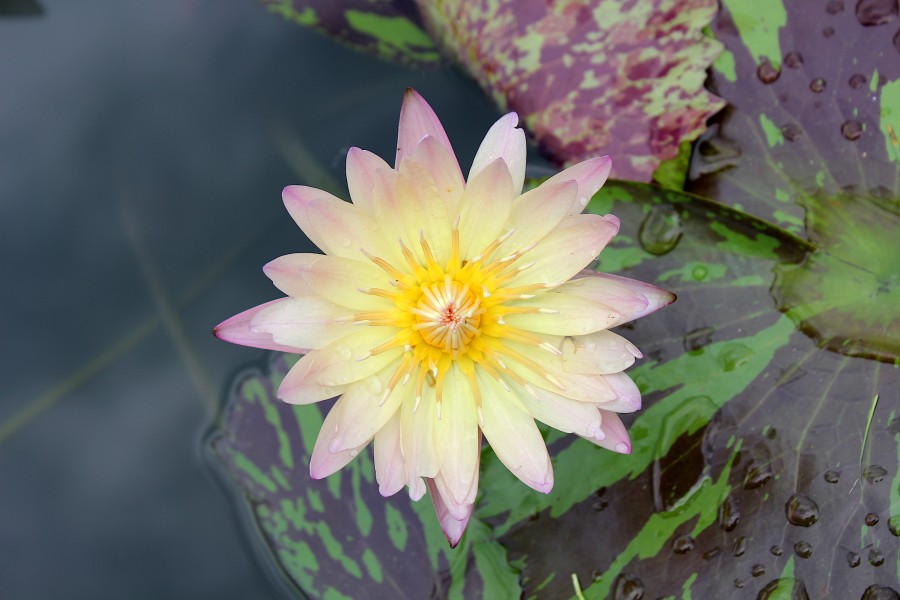 Flower of Thailand - Water Lily