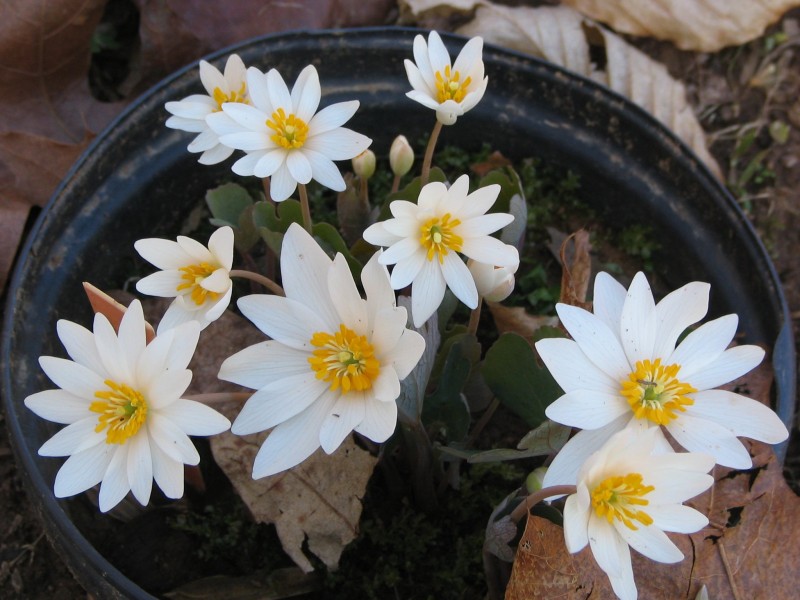 Flowering bloodroot - potted P.2005.04.04