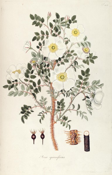 Fragmenta botanica, figuris coloratis illustrata (T. 124) BHL287753