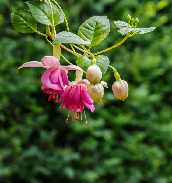 Fuchsia 'Rose of Denmark' 01