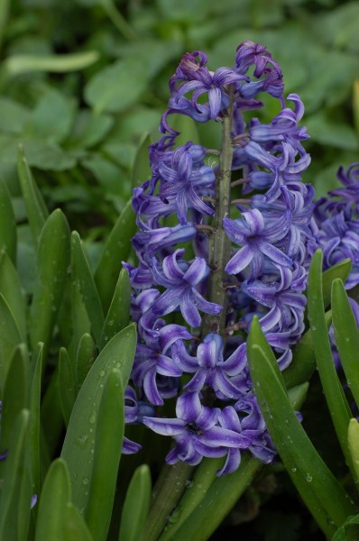 Garden Hyacinth Hyacinthus orientalis 'Blue Jacket' Flower 2000px