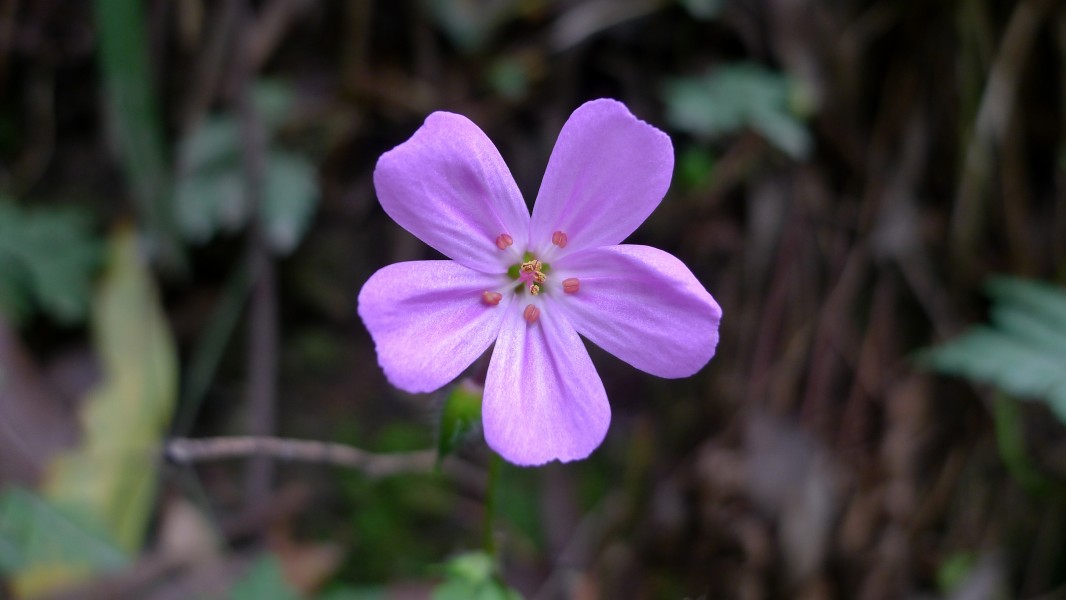 Geranium robertianum flower (14063087865)