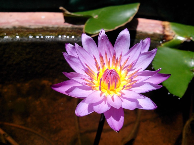Giant Water Lily sprouting a flower