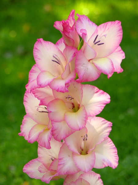 Gladiolus cultivar Priscilla 2