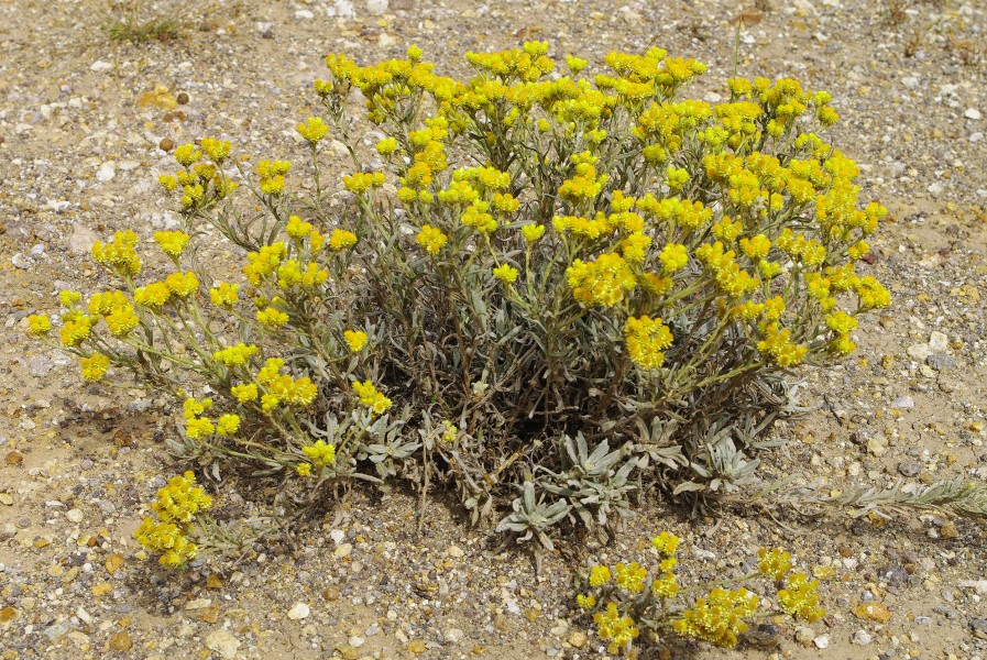 Helichrysum plicatum - Mantuvar