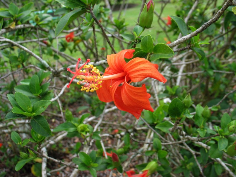 Hibiscus kokio subsp. saintjohnianus (5188118744)