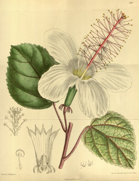 Hibiscus waimeae 140-8547