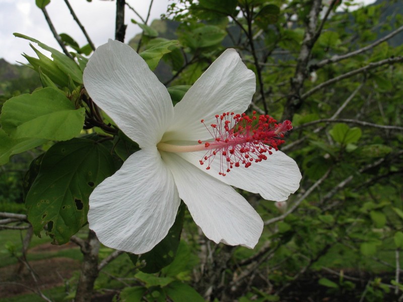 Hibiscus waimeae subsp. waimeae (5188165814)