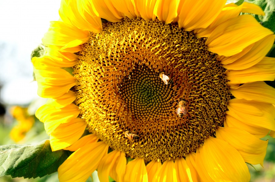 Honeybees on a sunflower