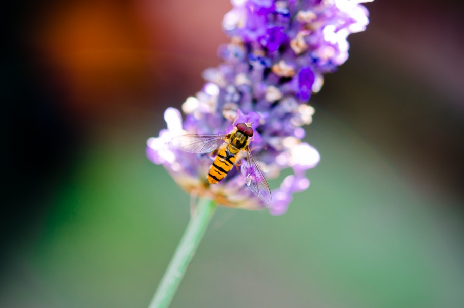 Hoverfly and Lavendar Bokeh