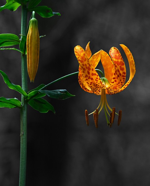 Humboldt Lily (Lilium humboldtii) (3105721570)