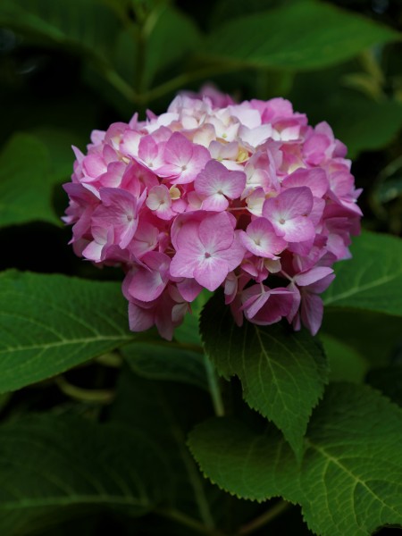 Hydrangea 'Endless Summer Blue'-pink Capel Manor College Gardens Enfield London England