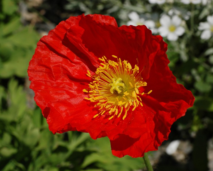 Iceland Poppy Papaver nudicaule 'Champagne Bubbles' Red Flower