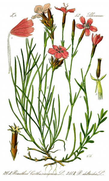 Illustration Dianthus deltoides1
