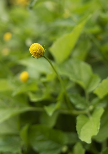 Innis Woods - Acmella oleracea Flower 1