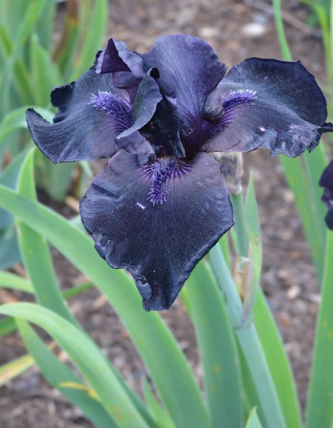 Iris × germanica 'Before the Storm' Flower