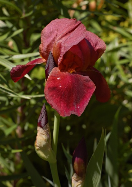 Iris cultivar Chanticleer Flower