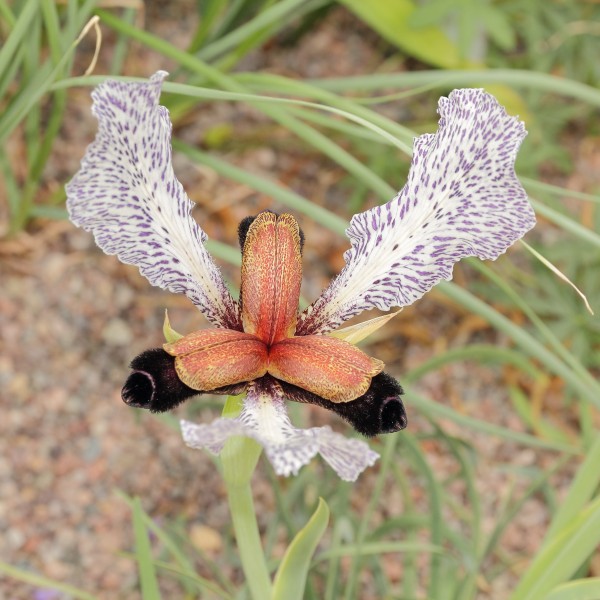 Iris paradoxa f. choschab-IMG 2194
