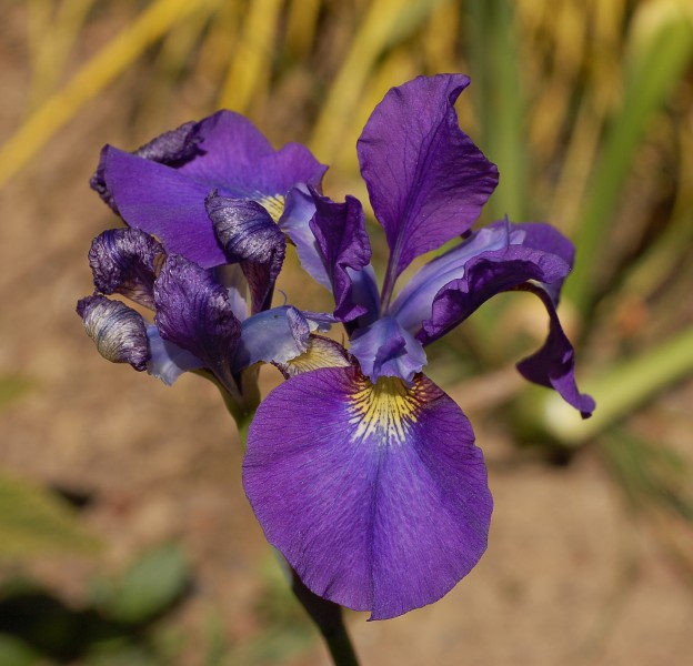 Iris sibirica cultivar 'Dancing Nanou' (1992-0027*F)