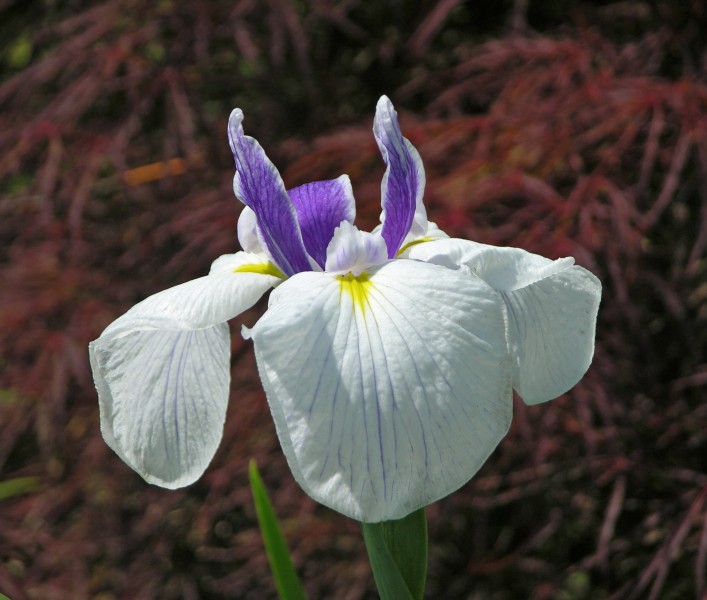Iris spuria 'April's Birthday' Flower 2754px
