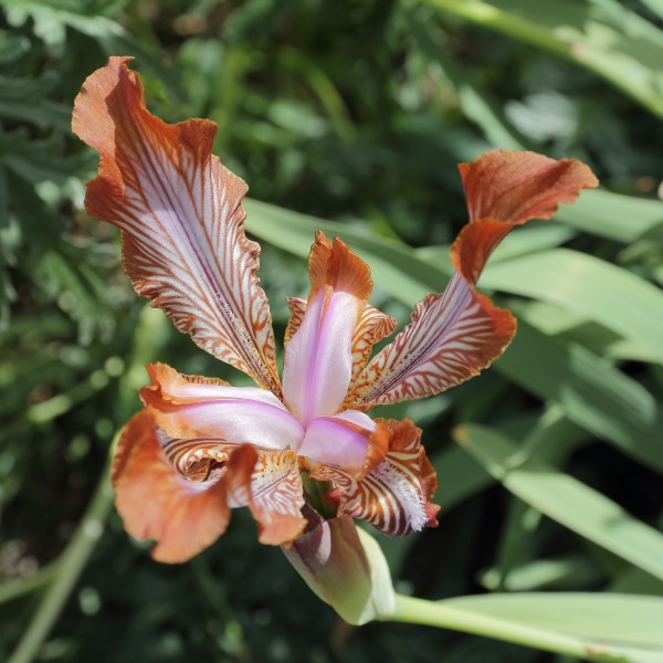 Iris stolonifera-IMG 2184