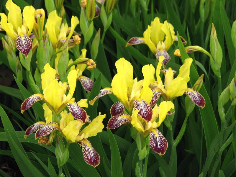 Iris variegata 01