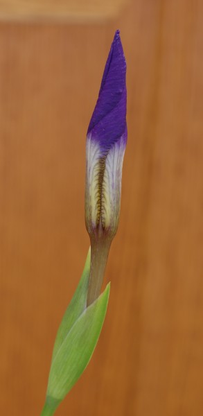Japanese Roof Iris Iris tectorum 'Woolong' Bud 1439px