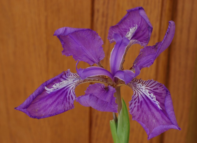 Japanese Roof Iris Iris tectorum 'Woolong' Flower 2754px