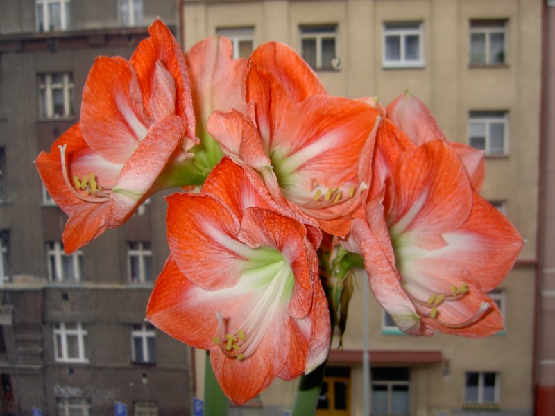 Květ na okně