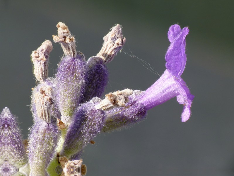Lavandula angustifolia lavender Lavendel 05