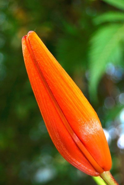 Lilium asiatic hybrid - unopened flower - city park launceston tasmania