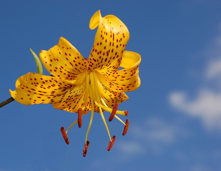 Lily Lilium 'Citronella' Flower-edit