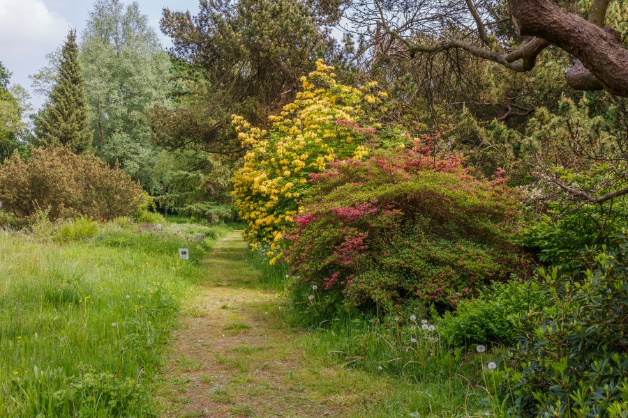 Locatie, Hortus (Haren, Groningen). Rhododendron