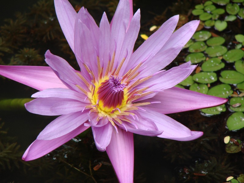 Lotus Flower at GSS