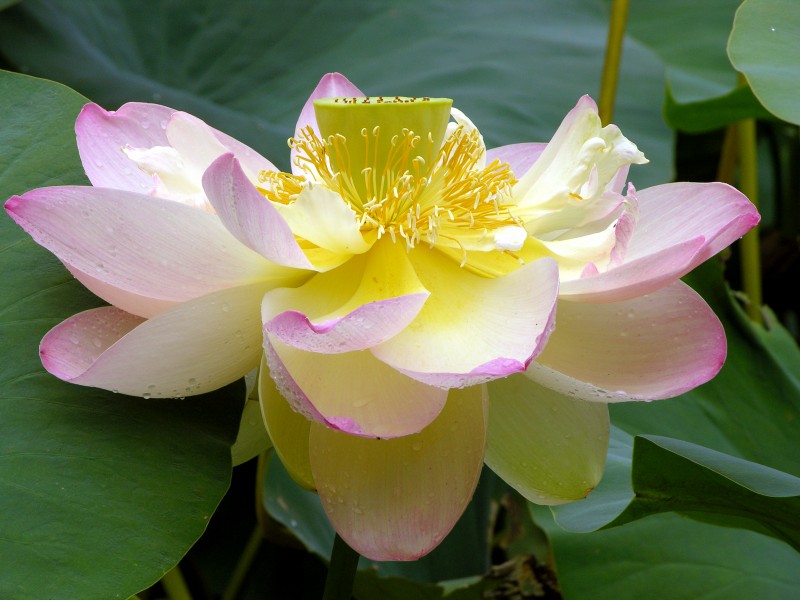 Lotus Nelumbo nucifera Flower Large 3264px