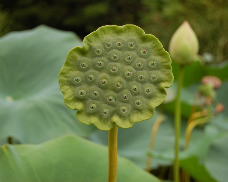 Lotus Nelumbo nucifera Seed Head 2500px
