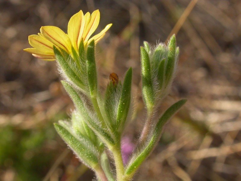 Madia gracilis (3718873645)