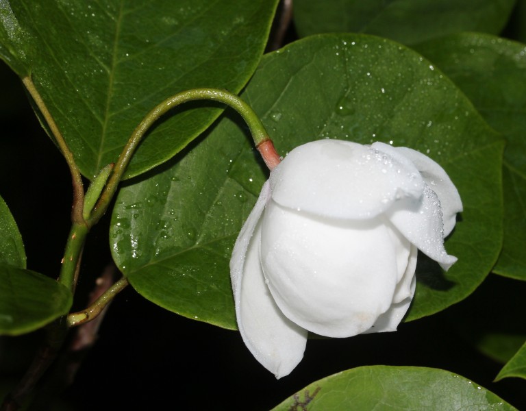 Magnolia sieboldii subsp. japonica (flower s6)